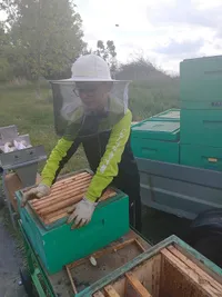 Otevírání úlu na včelnici